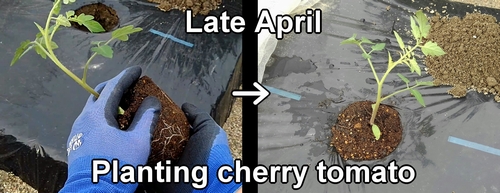 Planting cherry tomato seedlings (Setting up mini tomato seedlings)