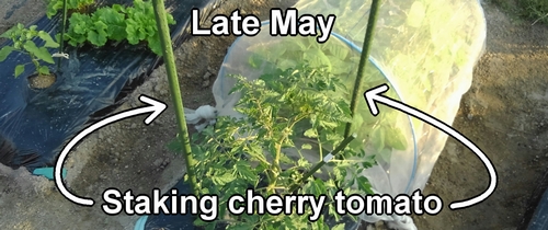 Staking cherry tomato (2 stakes)