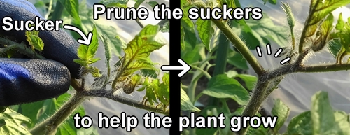 Pruned cherry tomato suckers