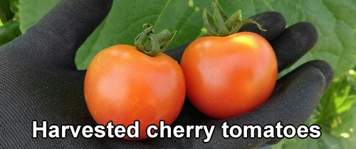 Harvested cherry tomatoes