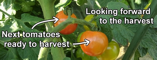 The next cherry tomatoes ready to harvest