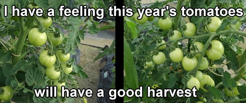 The cherry tomato harvest is still ahead