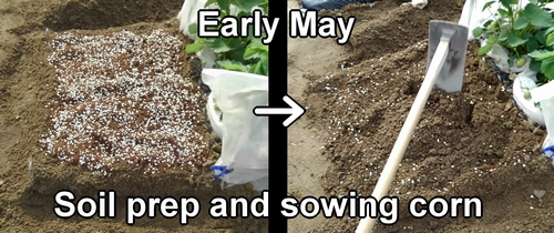 Making the soil for sweet corn (Getting the soil ready for sweet corn)