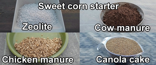 Starter fertilizer for sweet corn (Best and recommended fertilizer for sweet corn)