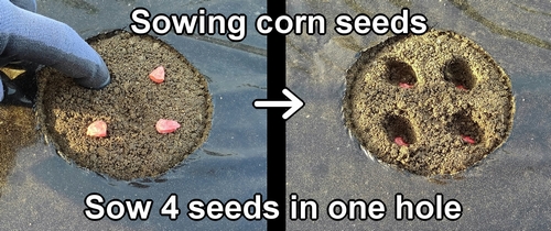 How to sow sweet corn seeds (Planting sweet corn seeds)