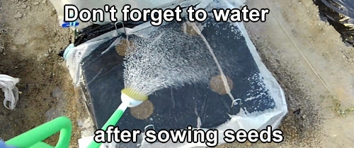 Water after sowing corn seeds