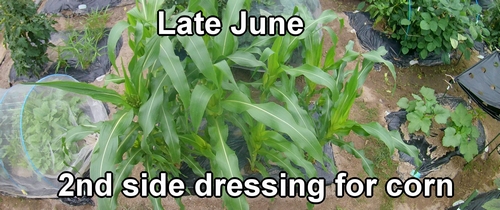 Second side dressing for sweet corn (Adding fertilizer to the sweet corn)