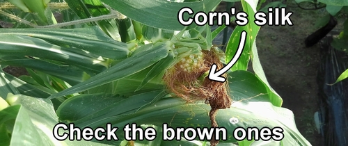 The corn's silk (Sweet corn female flowers)