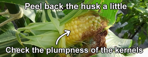 When the corn kernels are plump, it is time to harvest