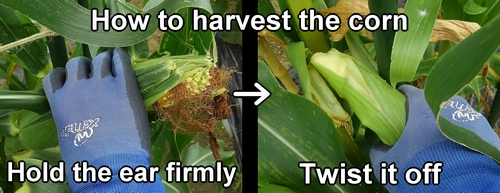 How to harvest the sweet corn (Harvesting sweet corn by hand)