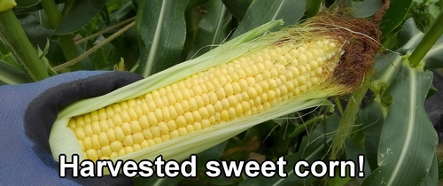 Harvested sweet corn