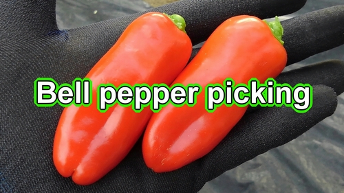 Bell pepper harvest time (Bell pepper picking)