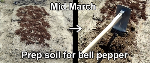 Soil preparation for bell peppers (Bell pepper soil work)