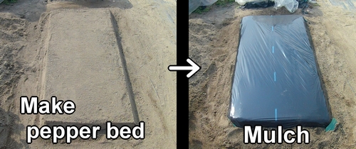 Create bell pepper bed and mulch