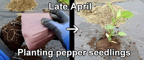 Planting bell pepper seedlings (Setting up bell pepper seedlings)