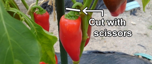 How to harvest bell peppers (Bell pepper picking)