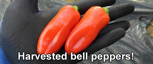 Harvested bell peppers