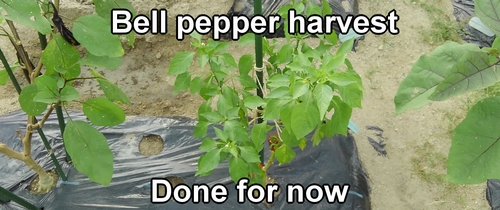 The plant of bell pepper after harvest