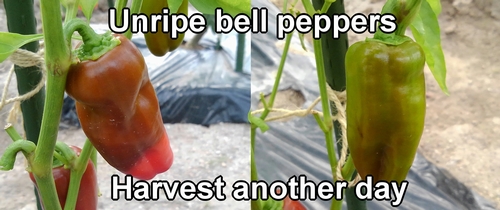 Unripe bell peppers will be harvested after they fully ripen