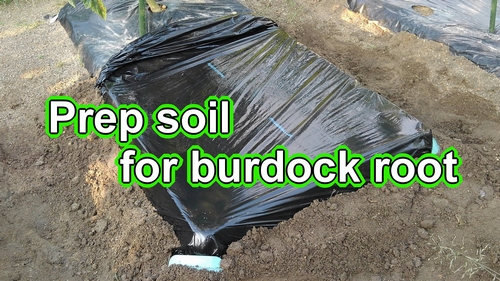 Prep soil for arctium lappa (Greater burdock soil work)