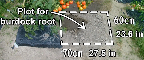 The plot for greater burdock (The area for growing arctium lappa)