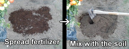 Spread fertilizer in the burdock root plot and mix into the soil