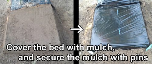 We put mulch on the bed of arctium lappa burdock