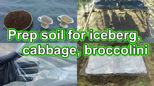 Prep soil for iceberg lettuce, cabbage, and broccolini