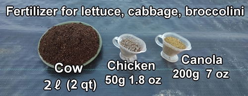 Starter fertilizer for iceberg lettuce, cabbage, and broccolini