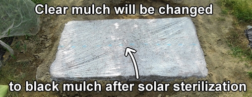 Clear mulch will be changed to black mulch after solar sterilization