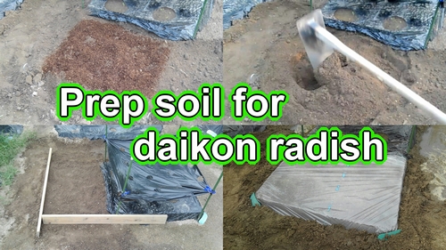 Prep soil for daikon radish (Japanese white daikon radishes soil work)