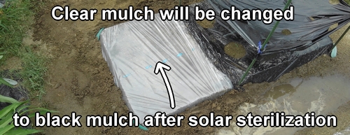 Clear mulch will be changed to black mulch after solar sterilization