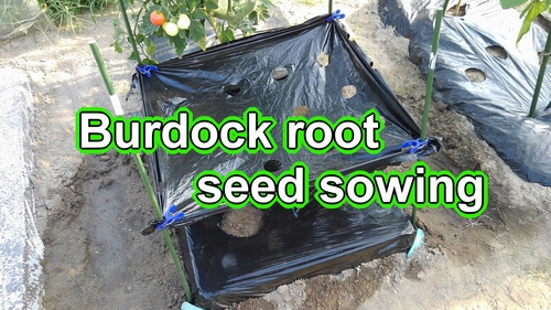 Burdock gobo root seed sowing (How to plant greater burdock seeds)