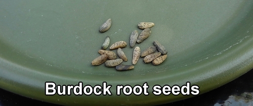 Burdock gobo root seeds (greater burdock seeds)