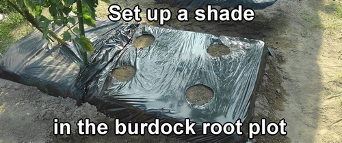 Set up a shade in the burdock root plot