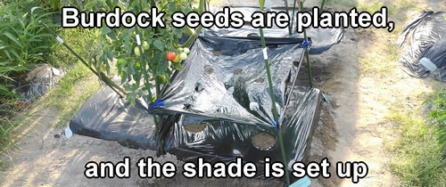 The arctium lappa burdock seeds are planted, and the shade is set up