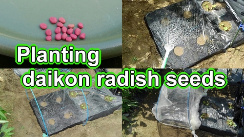 Planting daikon radish seeds (How to sow japanese radish seeds)