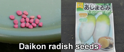 Daikon radish seeds (japanese white radish seeds)