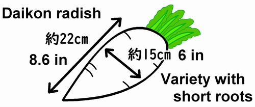 Illustration of a daikon radish (japanese daikon radish)