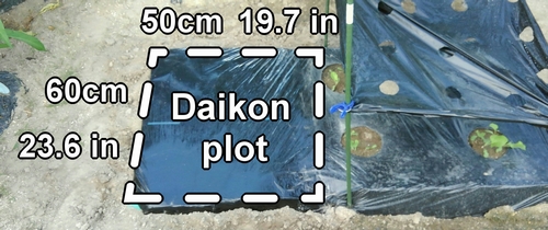 Daikon radish planting plot (japanese radish cultivation patch)