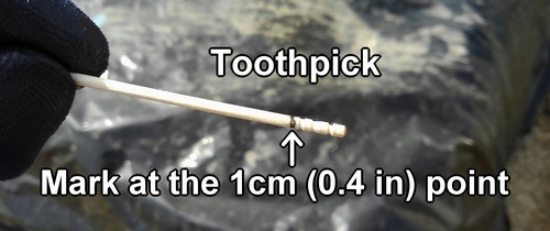 Toothpick used for sowing daikon radish seeds