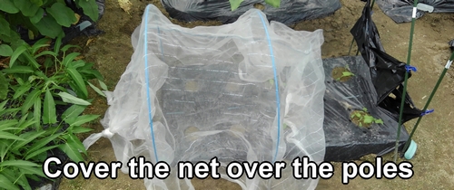 Cover the net over the poles