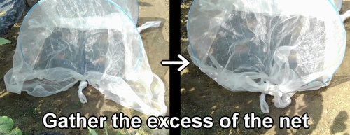 Gather the excess of the insect net