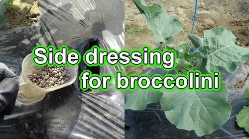 We will fertilize the broccolini (Side dressing for stem broccoli)