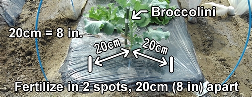 Fertilization spots for broccolini