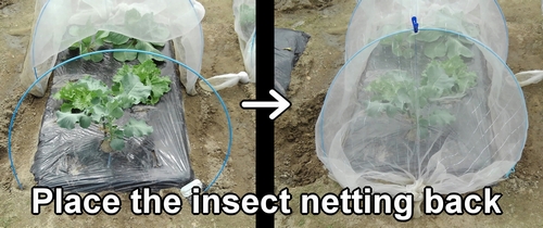 Place the insect netting back