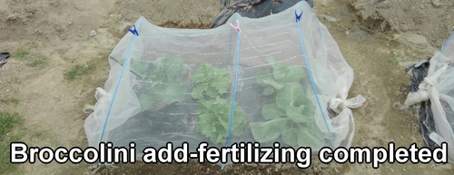 Broccolini add-fertilizing completed (Side dressing for stem broccoli is done)