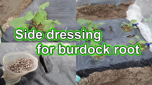 Side dressing for burdock root (Applying fertilizer to the greater burdock)