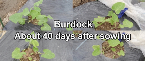 The burdock that sprouted after sowing