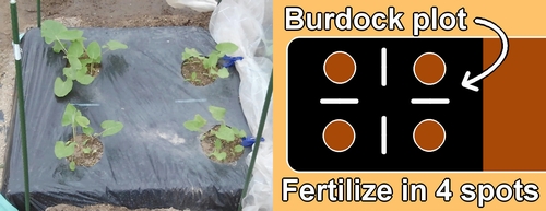 Fertilization spots for arctium burdock (Side dressing spots for burdock root)